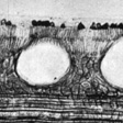 A section through a tea tree leaf showing a vein beneath three oil glands. Technological Museum, Sydney.