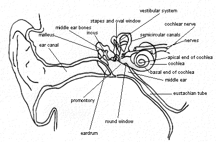 Diagram of the ear