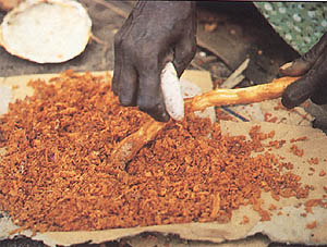 Scraping a root of the dye plant