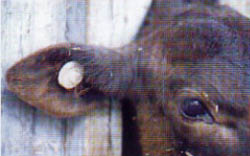 RFID device on the ear of a cow